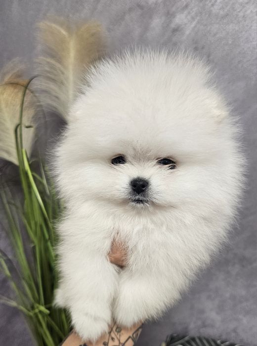 Pomeranian baietel SUPERB!