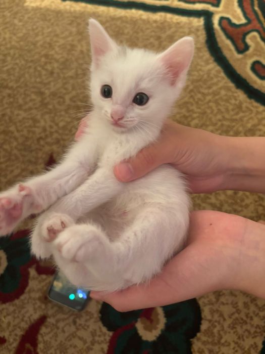 Срочно отдам котёнка в добрые руки