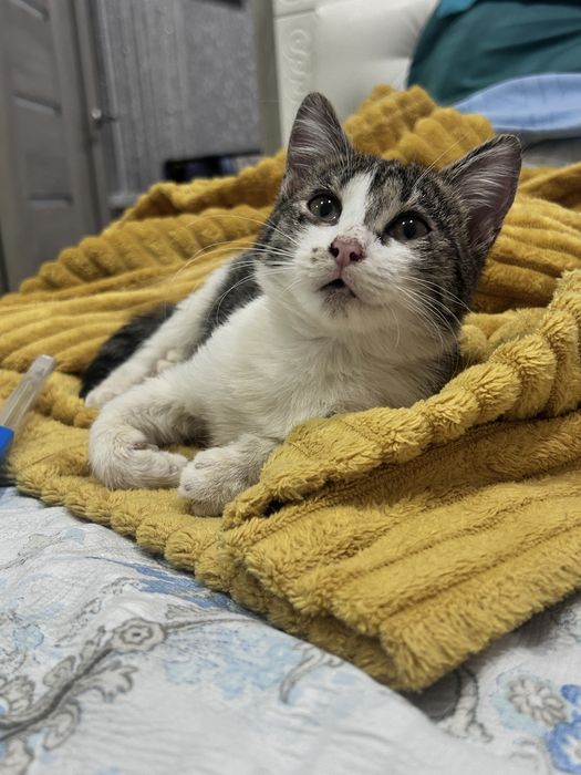 Котенок девочка кот отдам в добрые руки