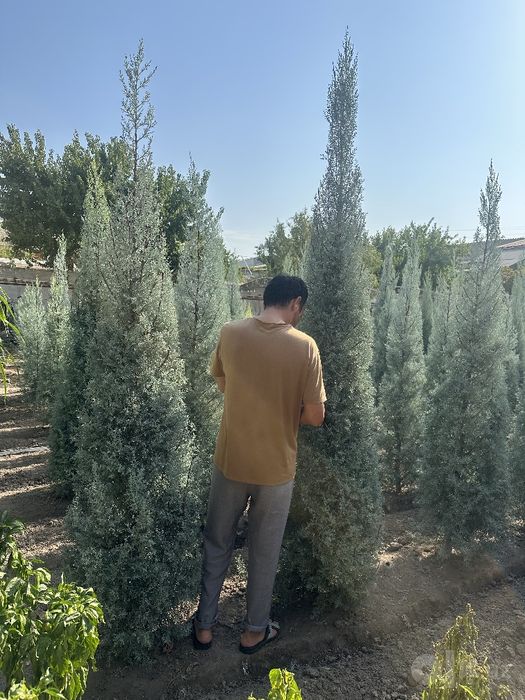 Arizonskiy kiparis Italya 
1.65 dan 3.20 metrgacha 
Kotta ki