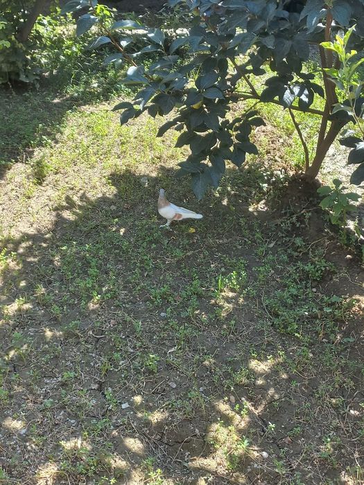 Kabutar chiroyli va yovvoyi emas