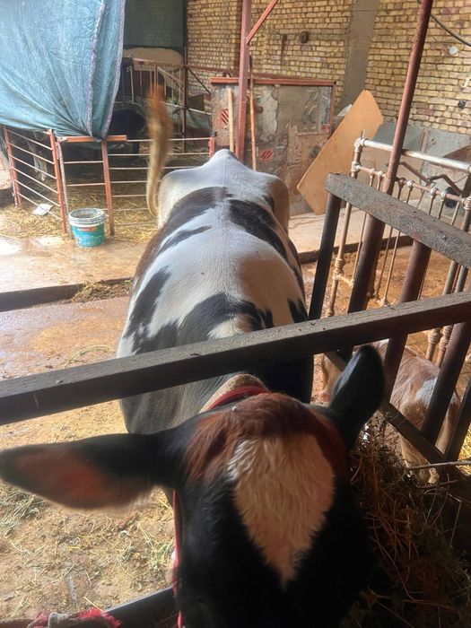 Зотдор она-бола сигир сотилади