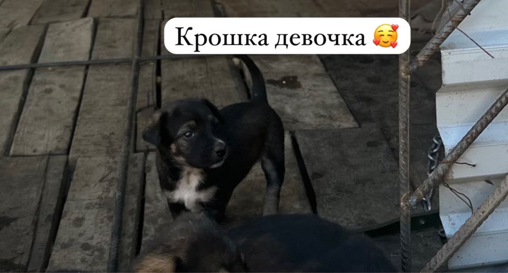 Щенки в добрые руки