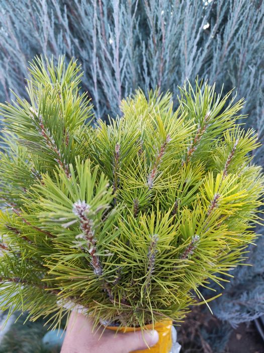 Сосна крымская 25,35см