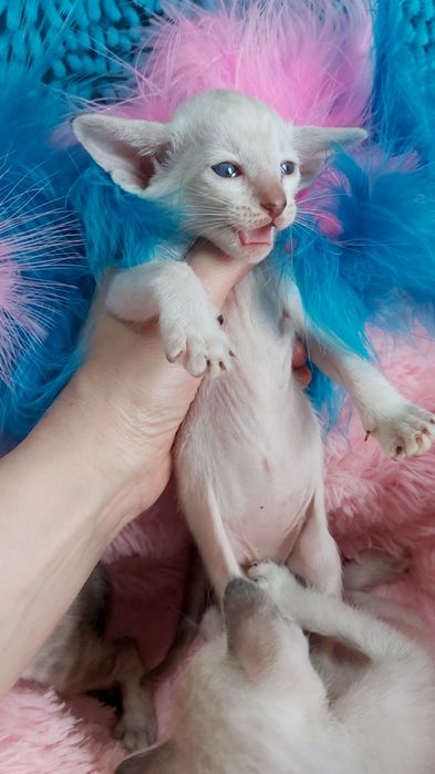 * ЭЛЬФЫ * - Ориентальные Котята !