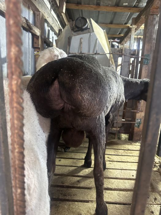 Кошкар гиссар 1 год