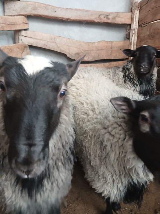 Романов Кучкорлари сотилади