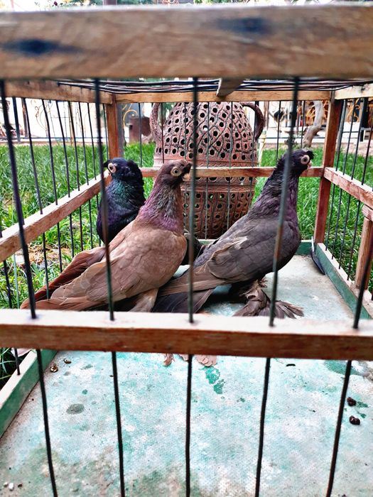 Тозалари сотилади