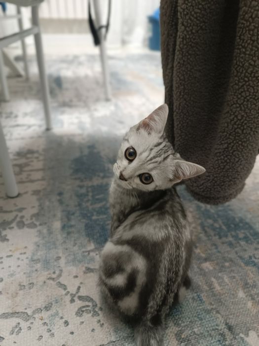 Продам кошку 4 месяц мальчик