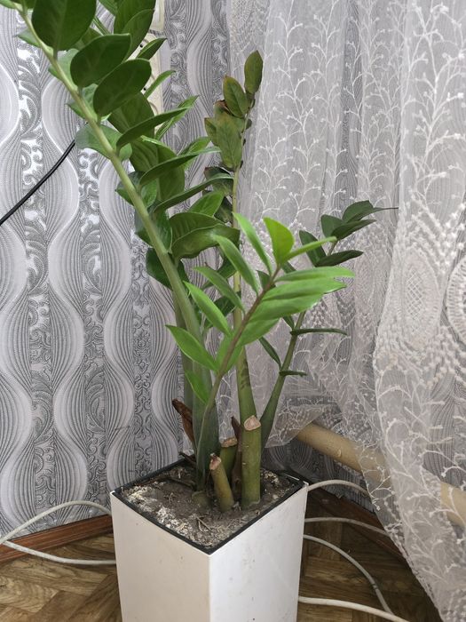 Замиокулькас продаю