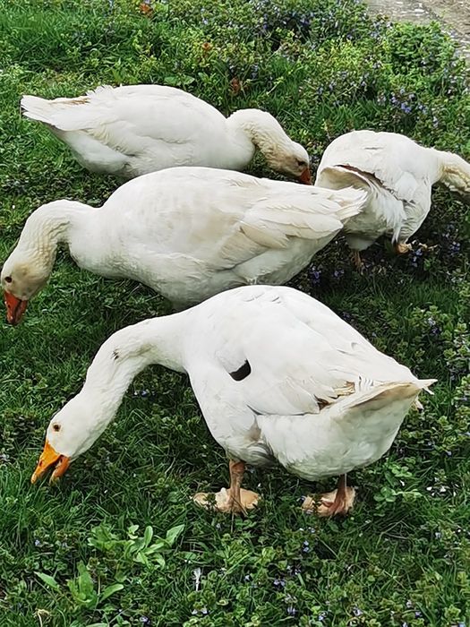 Vând două perechi de gâște tinere de 1 an