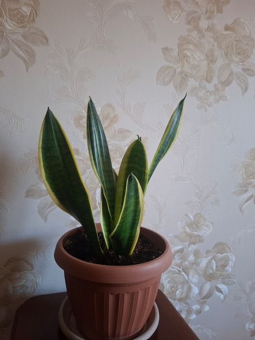 Сансивиерия (Sansevieria)
