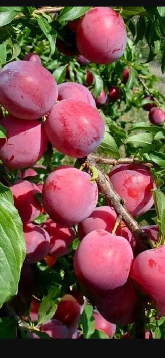 Продам саженцы плодовых деревьев