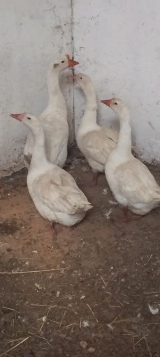 Продаются 4 Гуся (Қаз сатылады)