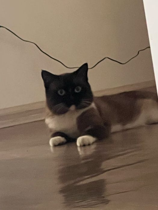 Сиамский красавчик 3 летка Ищет Красавицу