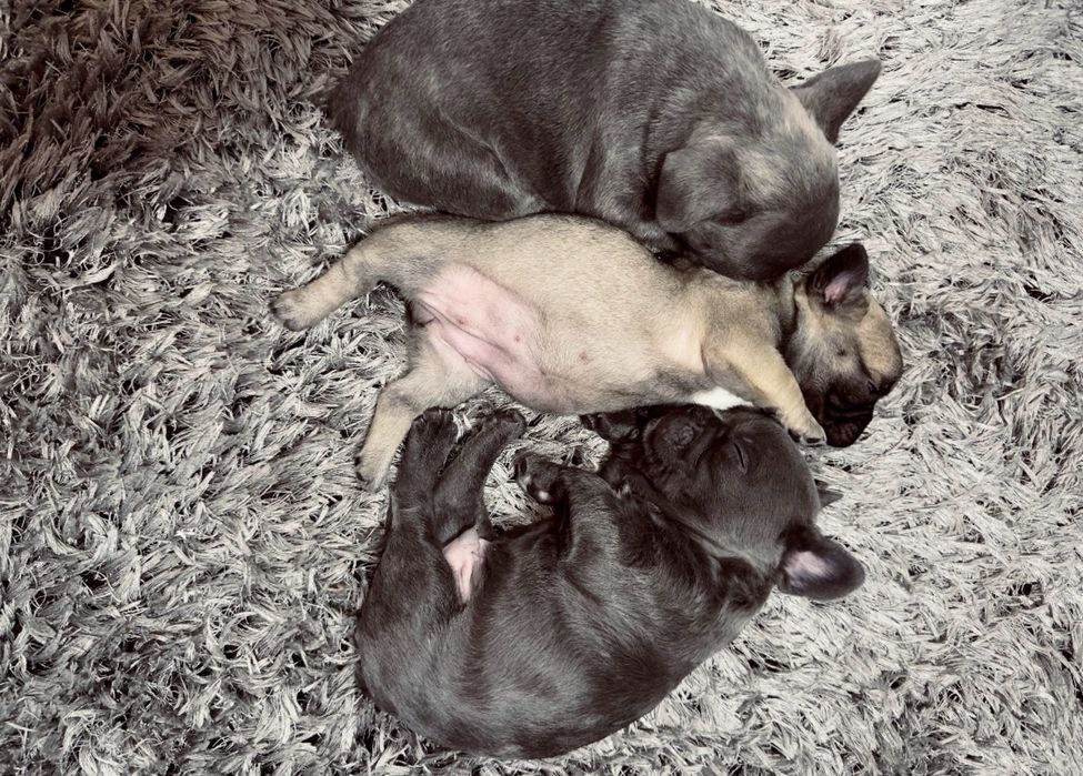 Bulldogi francezi urgent