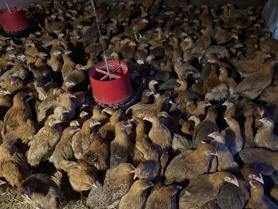 Pui zburati rasa kabir mixta