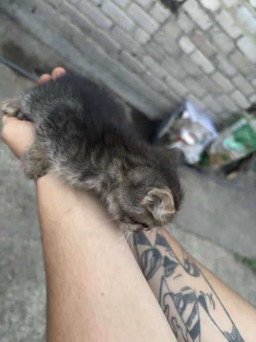 Отдам котят в хорошие руки