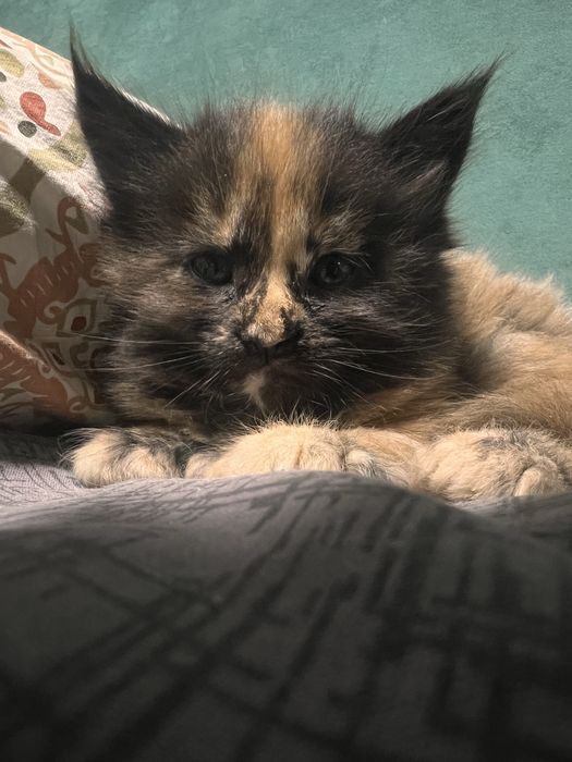 Продам Мейн Куна девочку