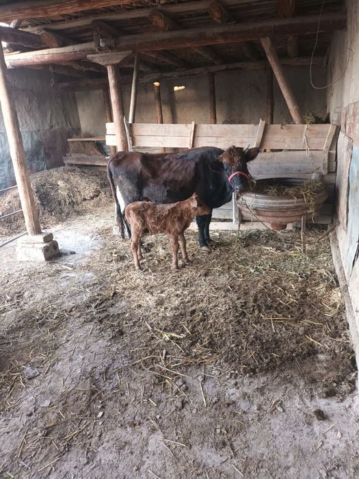 Ona  bola sigir sotiladi