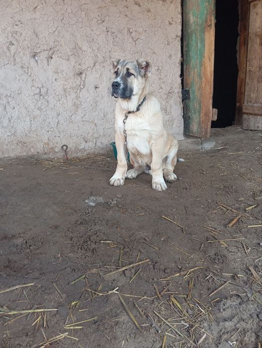 Alabay   liniyasi bor