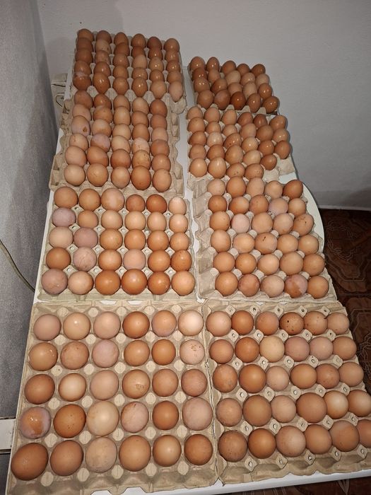 Aducem la domiciliu puicuțe pentru ouă