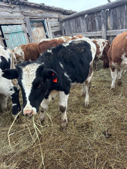 Продам или обмен