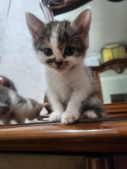 Кошка и котята безплатно