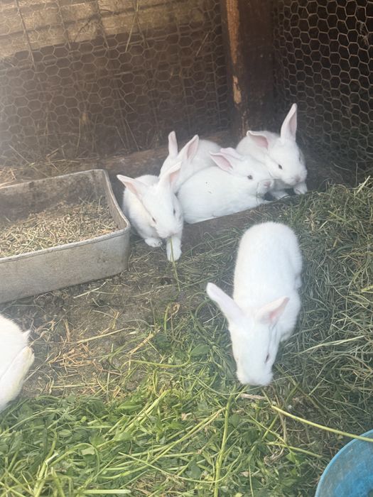 Vand iepuri belgieni puri