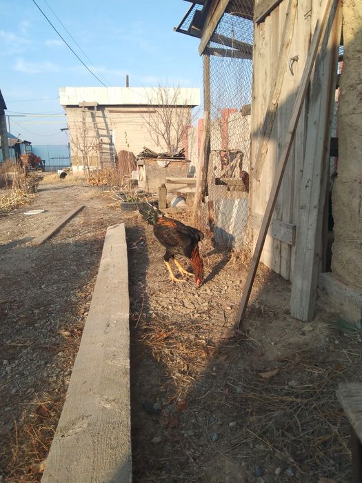 Продам или обмен на курицу