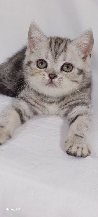 Продаётся котята породистые разные  расцветки уже  все  умеют