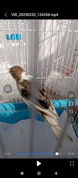 Kanareyka 7 oyli bitta sarigʻi 5 oyli