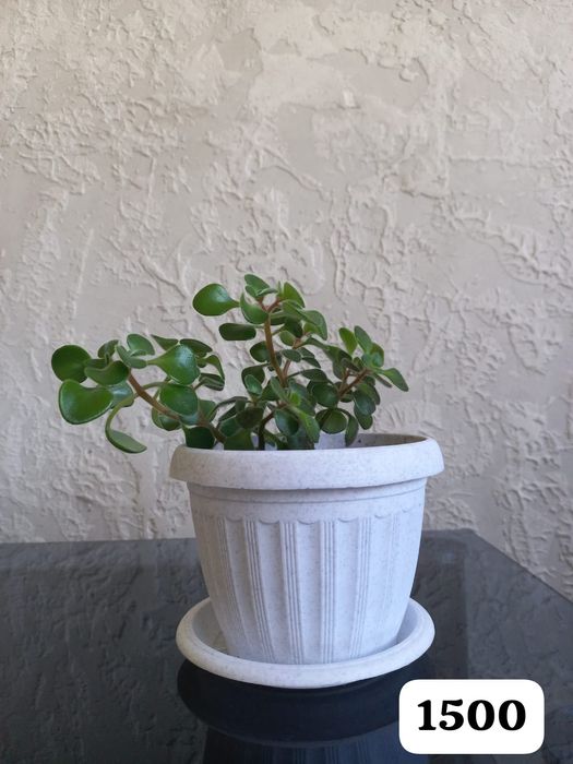 Цветы для вашего уюта