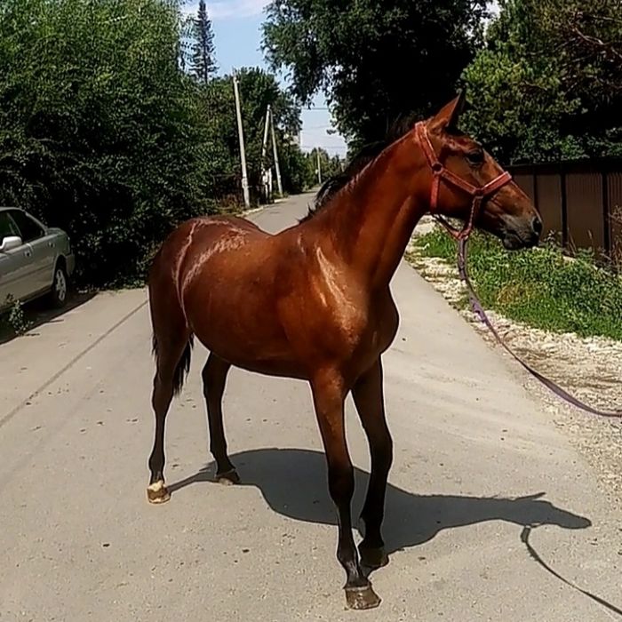 иноходка американка кабылка