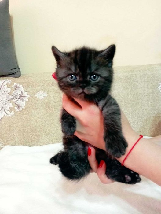 Отдам даром котенка
