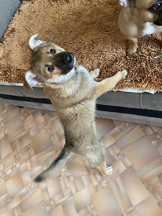 Щенку нужен дом!