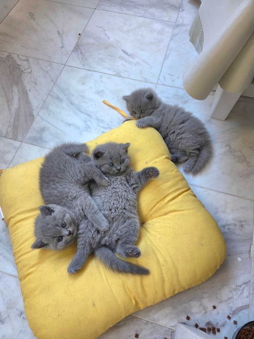 Продавам британски котета
