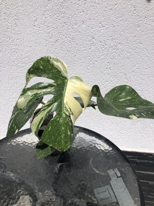 Monstera Thai Constellation