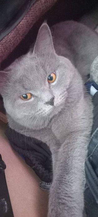 Skotish fold va straight mushikchalari