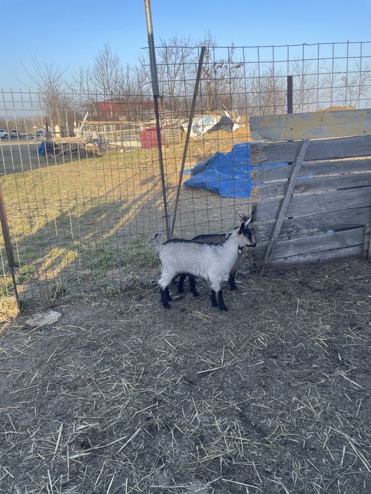 Vand 2 iede de 2 lhni