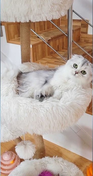 Fetiță Scottish Fold Longhair – pedigree