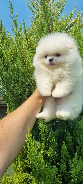 Померан момчета ..