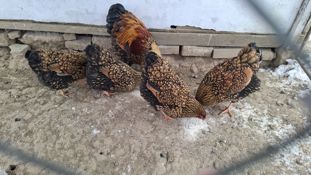 Oua pentru incubat Wyandotte GSG -auriu -galben