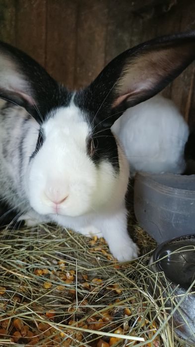 iepuri hylcoe francez