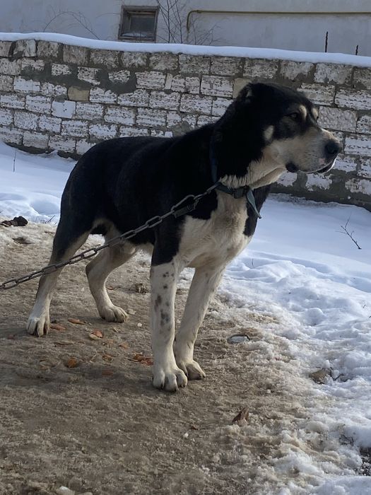 Төбет, тобет ит