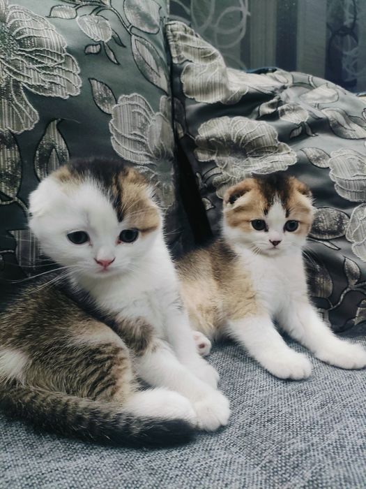 Шотландские вислоухие котята