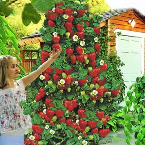 Căpșuni Urcatori Rosi