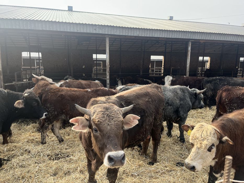 Бычки бұқалар ақбас