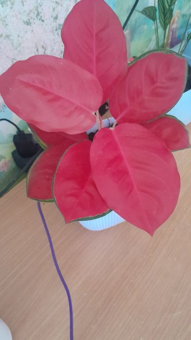 Аглонема красивая