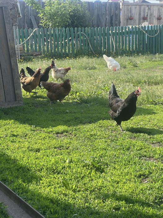 Продам домашних курей
